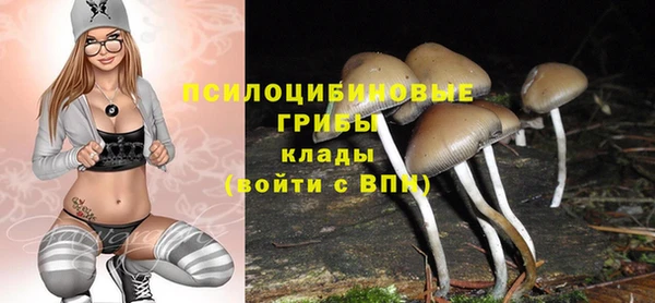 хмурый Аркадак